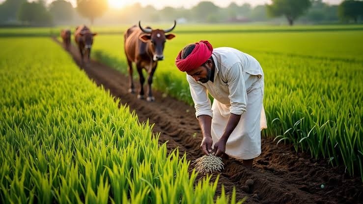 किसानों की संख्या बढ़ी पर फसल बीमा का दायरा घटा, करोड़ों के दावे लंबित